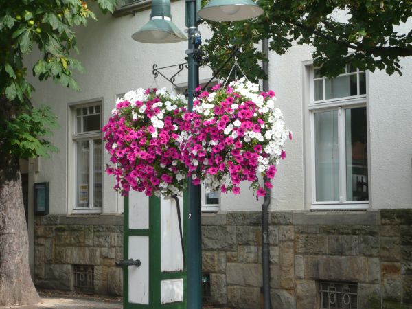 Spenden für Blumen- und Weihnachtsschmuck